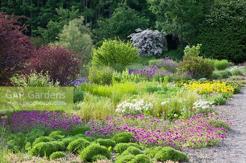 Gravel garden, Phuopsis stylosa, Satureja hortensis Compactum, Nasella tenuissima, Kolkwitzia, Berberis thunbergii, Allium moly, Pulsatilla, Salvia nemorosa, Allium Globemaster 