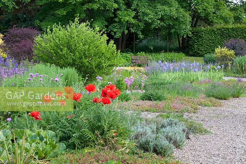Gravel garden, Papaver orientale, Lavandula, Iris barbata 