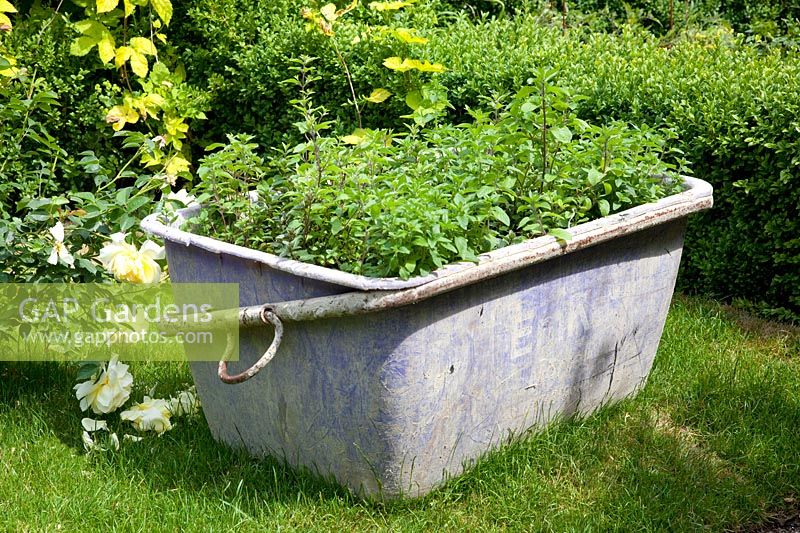 Mint in old mortar bucket, Mentha 