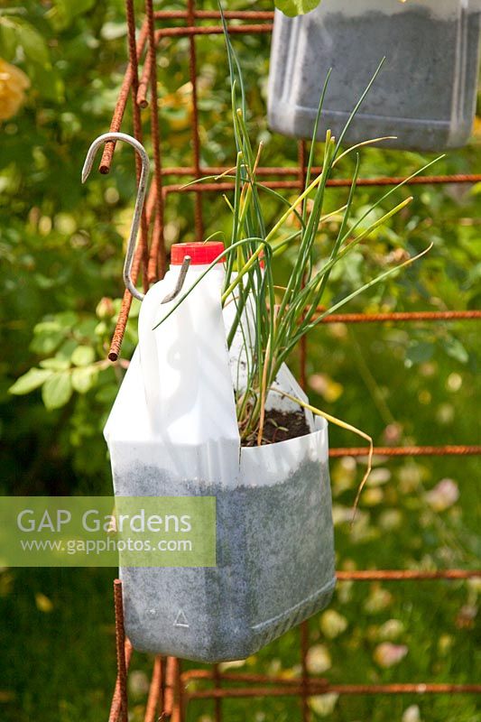 Herbs planted in plastic bottle, Cymbopogon citratus 