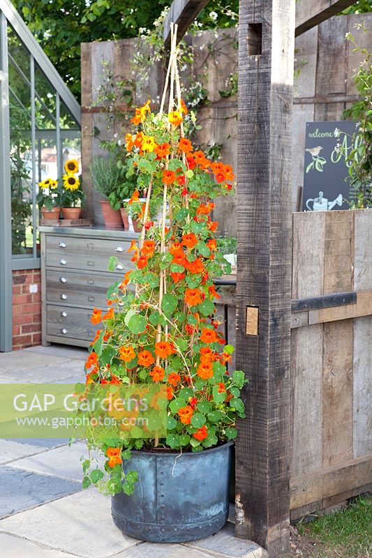 Pot with nasturtium, Tropaeolum 