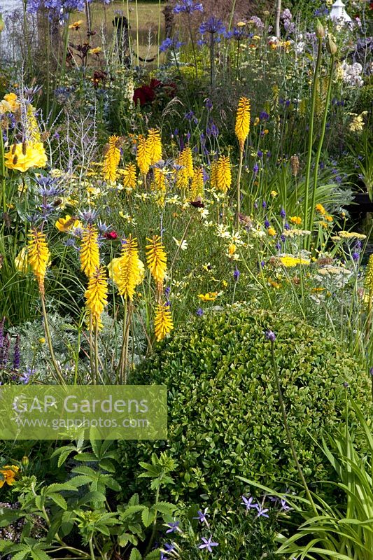 Perennial bed, Kniphofia, Coreopsis 
