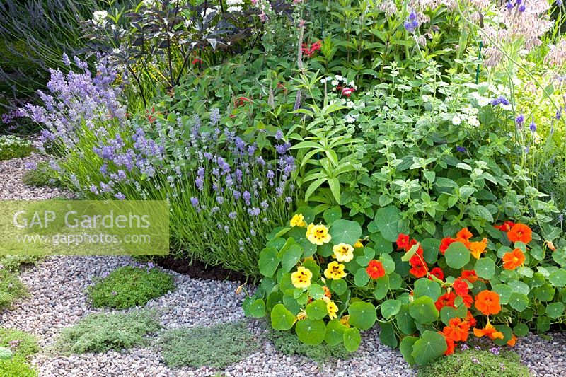 Herb bed with Tropaeolum majus, Lavandula Cedar Blue, Melissa officinalis, Tanacetum parthenium, Salvia elegans Tangerine 