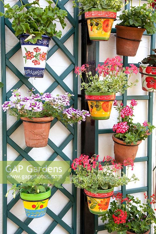 Pot parade with balcony plants, Pelargonium 