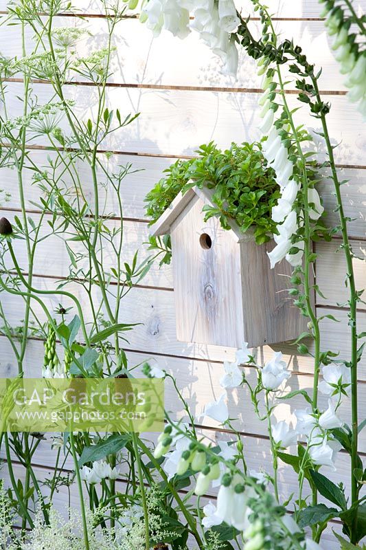 Birdhouse on the fence covered with sedum 