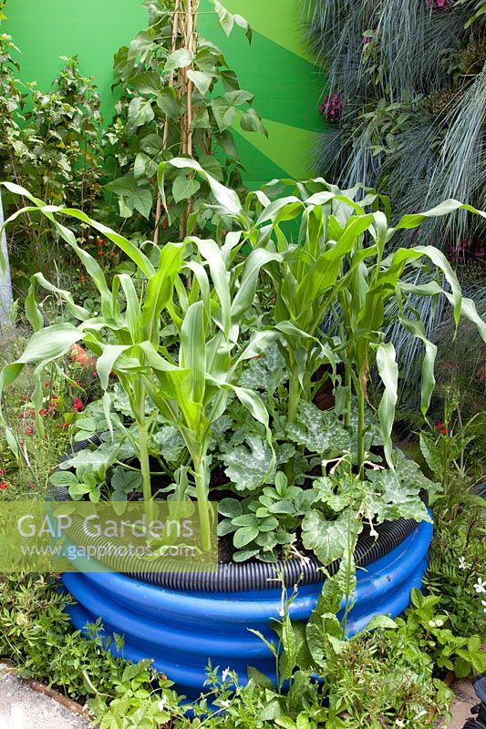 Zucchini and corn in planter made from old drainage pipes, Cucurbita pepo, Zea mays 