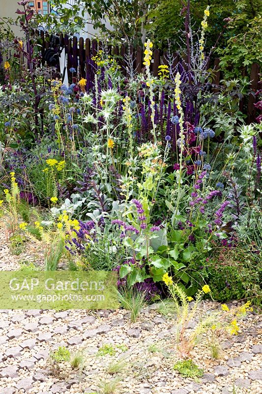 Low-maintenance bed in the front garden, Salvia nemorosa Caradonna, Artemisia Powis Castle, Stachys byzantina Big Ears, Eryngium, Penstemon Blackbird, Verbascum Buttercup, Salvia verticillata Purple Rain, Bupleurum, Allium azureum 