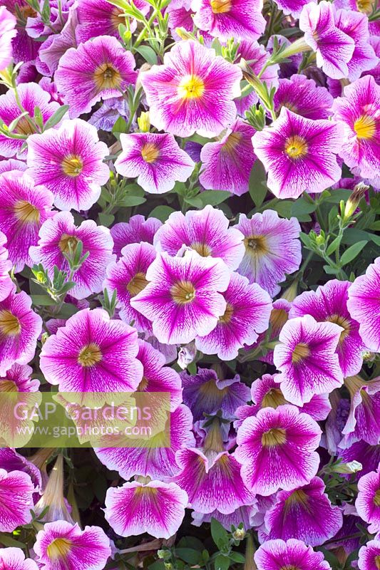 Petunia, Petunia Pegasus Special Raspberry Vein 