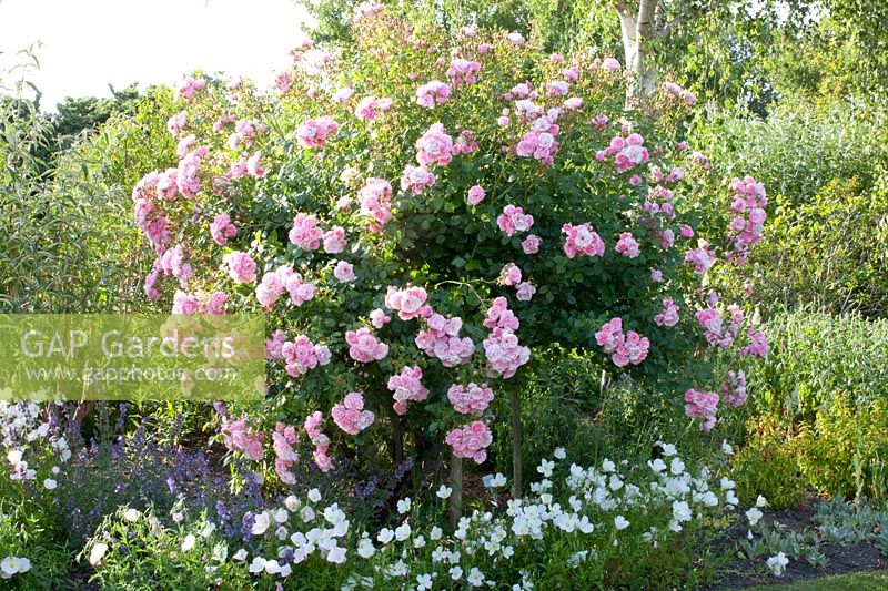 Bed with roses and evening primrose, Rosa Bonica, Oenothera speciosa Woodside White 