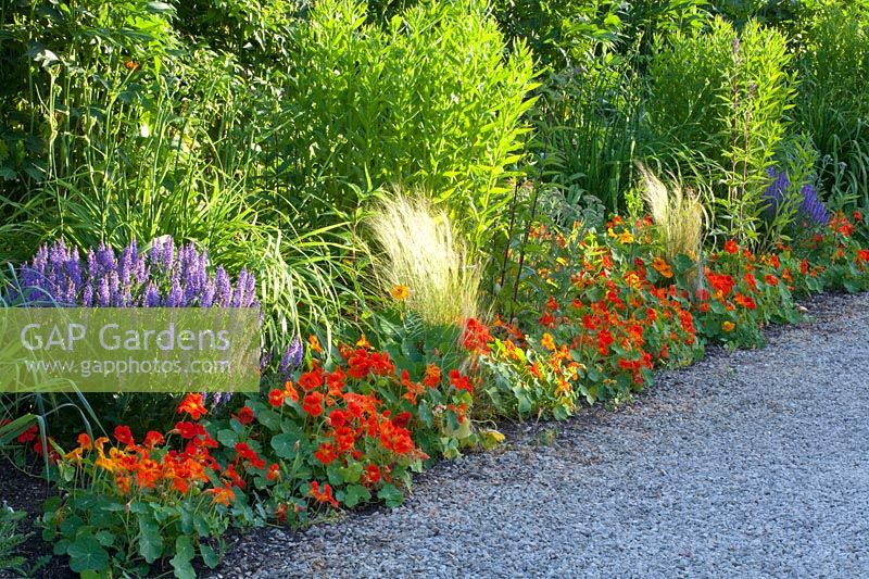 Bed with nasturtium, sage and feather grass, Tropaeolum majus, Salvia sylvestris Blauhügel, Nasella tenuissima 