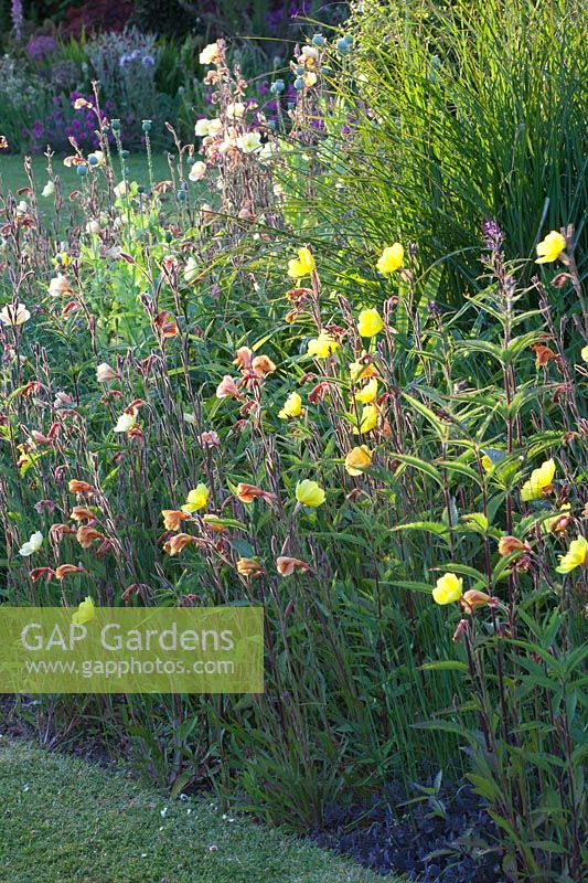 Evening primrose, Oenothera 