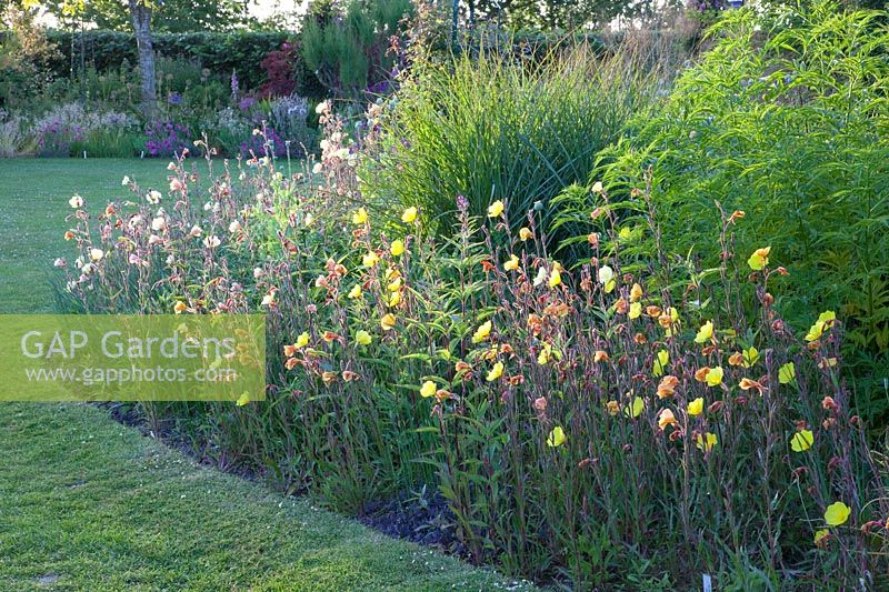 Evening primrose, Oenothera 