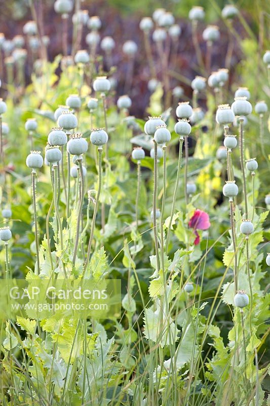 Seed head of opium poppy, Papaver somniferum 