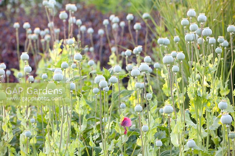 Seed head of opium poppy, Papaver somniferum 