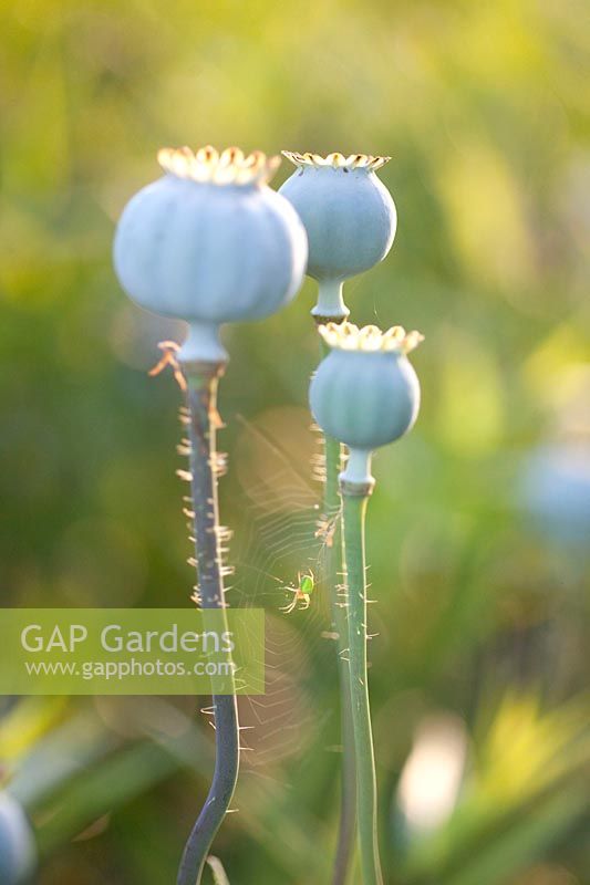 Seed head of opium poppy with spider web, Papaver somniferum 