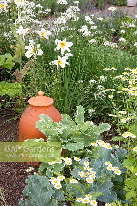 Cottage garden with vegetables and herbs, Allium tuberosum, Lilium regale, Crambe maritima 