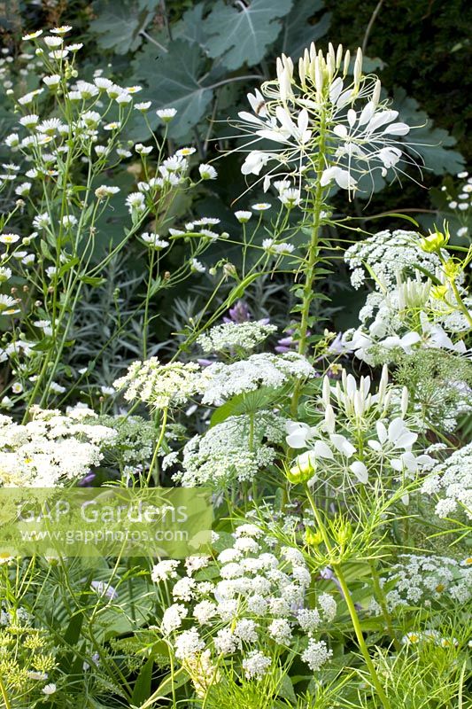 Bed with annuals, Ammi majus, Cleome spinosa, Erigeron annuus 