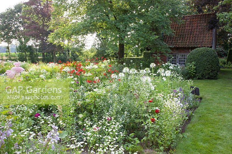 Bed with perennials and annuals, Cleome spinosa, Erigeron annuus, Zinnia, Crocosmia Lucifer, Cosmos bipinnatus, Ammi majus, Platanus 