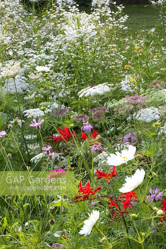 Bed with annuals, Ammi majus, Cosmos bipinnatus, Erigeron annuus, Crcosmia Lucifer 