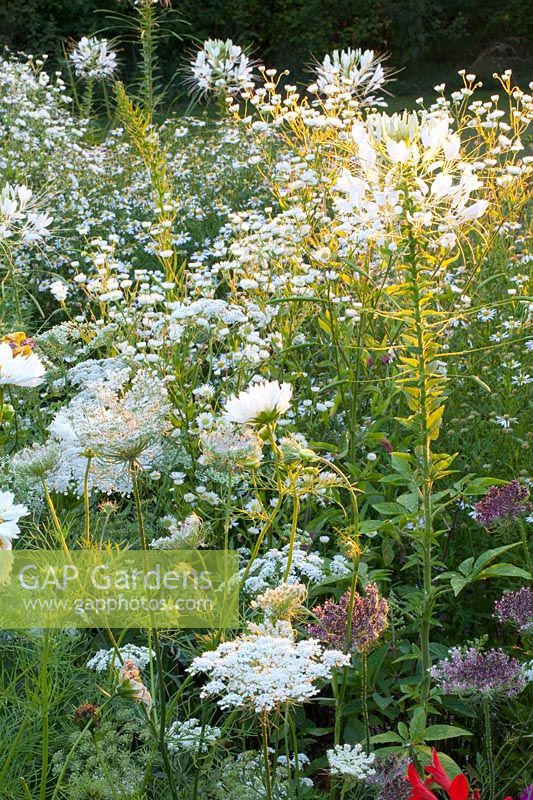 Bed with annuals, Ammi majus, Cosmos bipinnatus, Erigeron annuus, Cleome spinosa 