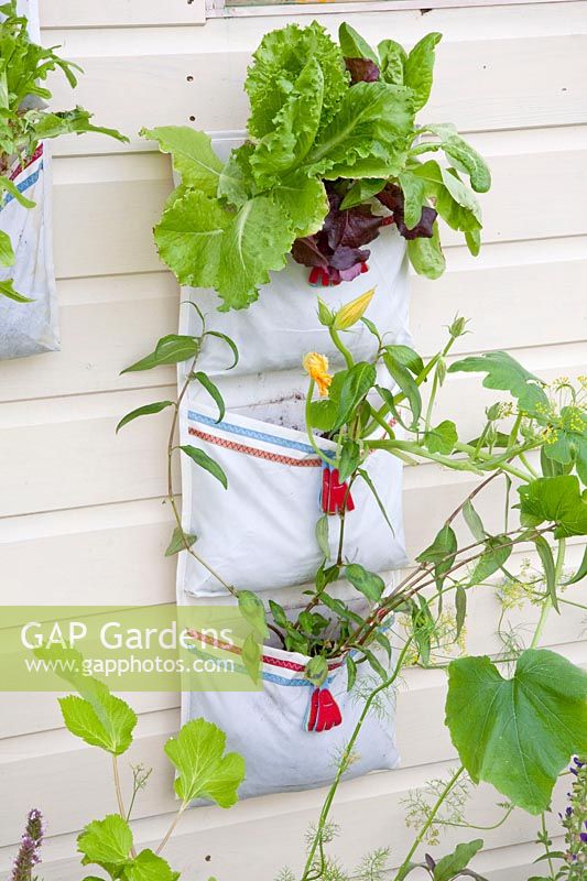 Plant bags with vegetables and salad 