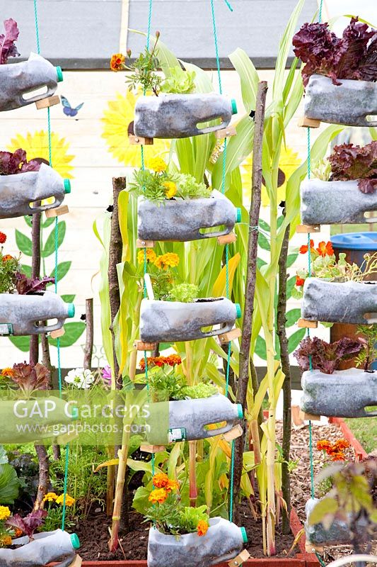 Recycled plastic bottles planted with lettuce 