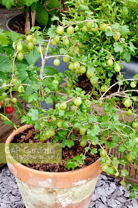 Gooseberry in pot, Ribes uva-crispa Invicta 