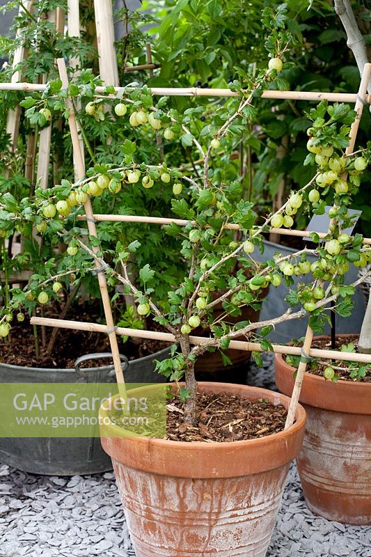 Gooseberry in pot, Ribes uva-crispa Leveller 