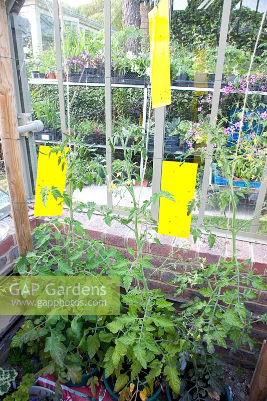 Yellow spots on tomatoes in the greenhouse 