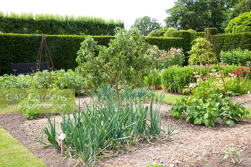 Vegetable garden 