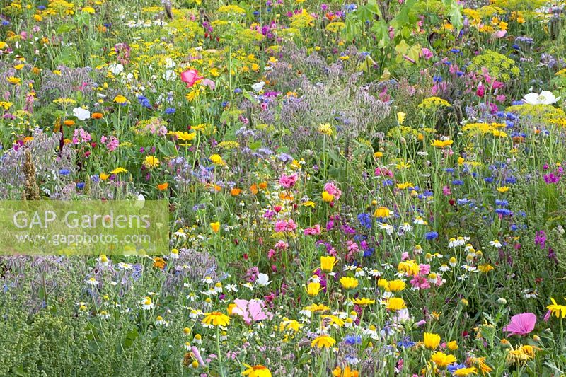 Flower meadow with herbs, Malva trimestris, Borago officinalis, Anethum graveolens, Calendula officinalis, Centaurea cyanus, Leucanthemum, Matricaria chamomilla 