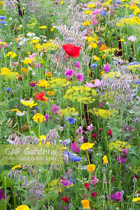 Flower meadow with herbs, Malva trimestris, Borago officinalis, Anethum graveolens, Calendula officinalis, Centaurea cyanus, Leucanthemum, Matricaria chamomilla, Papaver rhoeas 