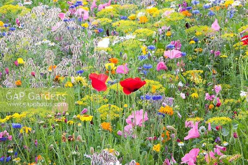 Flower meadow with herbs, Malva trimestris, Borago officinalis, Anethum graveolens, Calendula officinalis, Centaurea cyanus, Leucanthemum, Matricaria chamomilla, Papaver rhoeas 