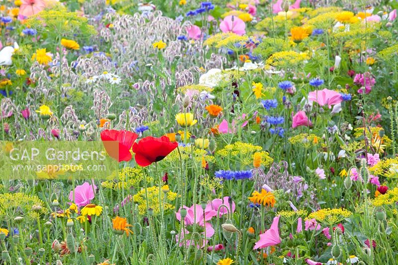 Flower meadow with herbs, Malva trimestris, Borago officinalis, Anethum graveolens, Calendula officinalis, Centaurea cyanus, Leucanthemum, Matricaria chamomilla, Papaver rhoeas 