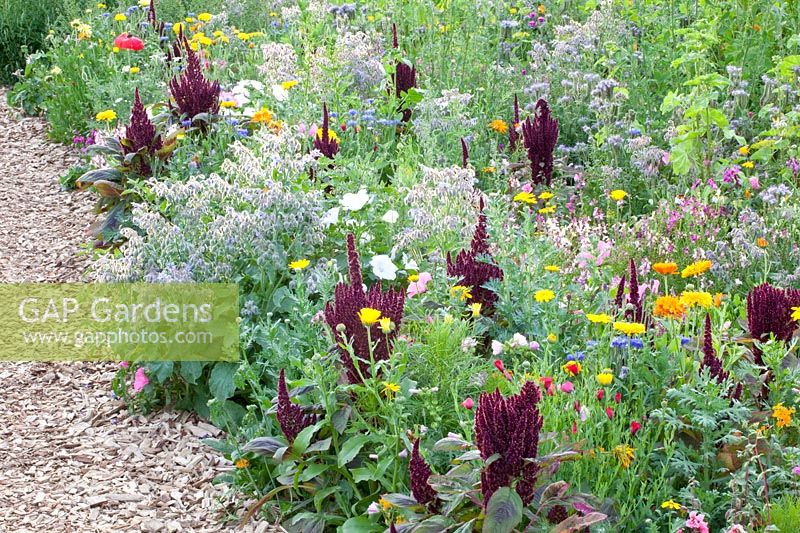 Flower meadow with herbs, Malva trimestris, Borago officinalis, Calendula officinalis, Centaurea cyanus, Leucanthemum, Matricaria chamomilla, Amaranthus caudatus 