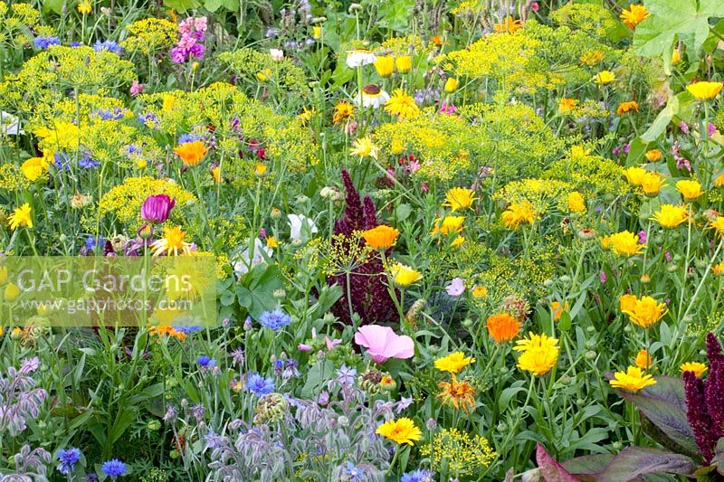 Flower meadow with herbs, Malva trimestris, Borago officinalis, Anethum graveolens, Calendula officinalis, Centaurea cyanus, Leucanthemum, Matricaria chamomilla 