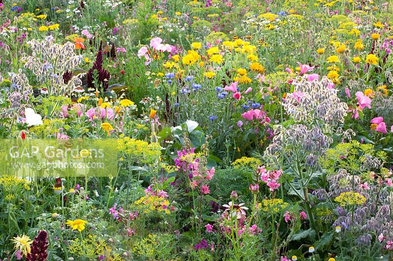 Flower meadow with herbs, Malva trimestris, Borago officinalis, Anethum graveolens, Calendula officinalis, Centaurea cyanus, Leucanthemum, Matricaria chamomilla 