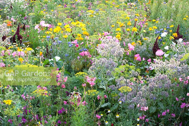 Flower meadow with herbs, Malva trimestris, Borago officinalis, Anethum graveolens, Calendula officinalis, Centaurea cyanus, Leucanthemum, Matricaria chamomilla 