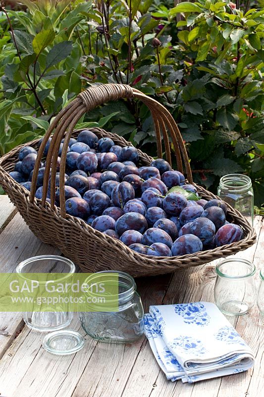 Still life plum harvest, Prunus domestica Cacaks Schoene 