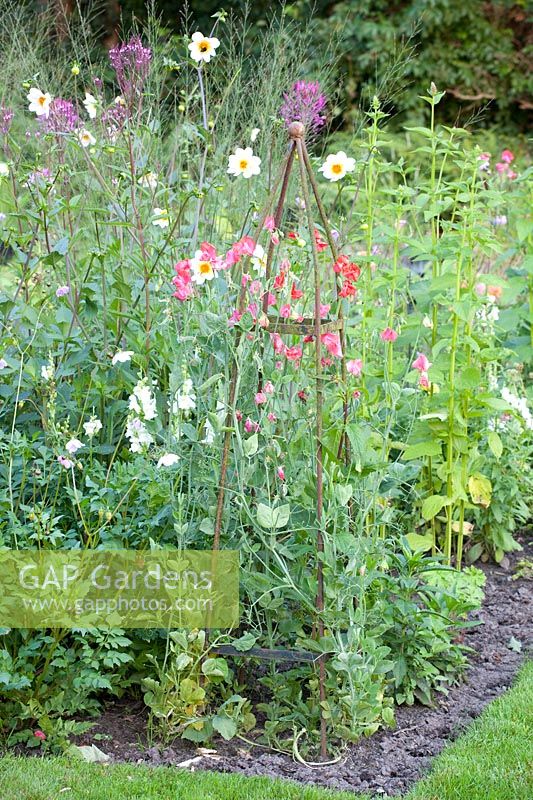 Cottage garden with sweet peas, Lathyrus odoratus 