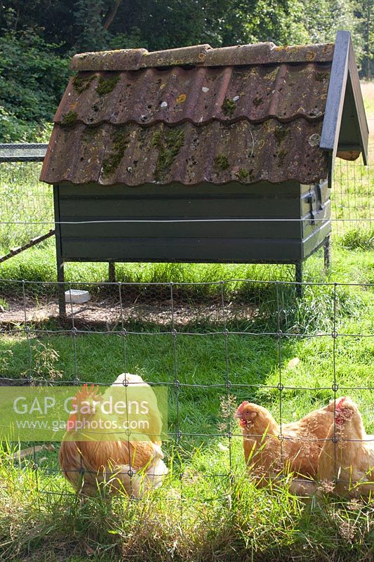 Orpington rooster and hen, English chicken breed 