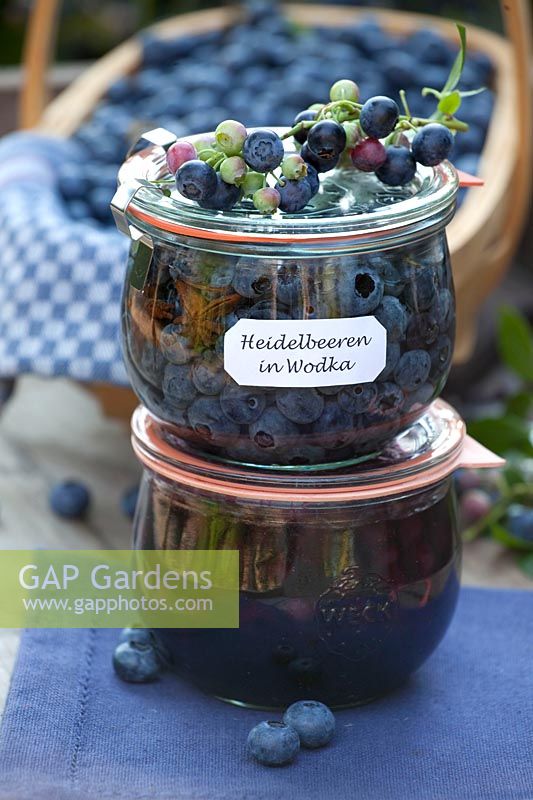 Blueberry compote, blueberries marinated in vodka, Vaccinium corymbosum Legacy 