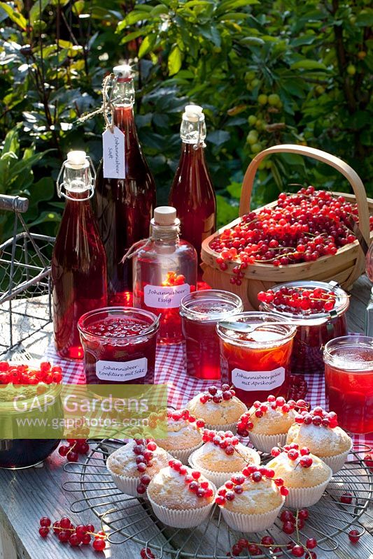 Stillife Preserving of currants, currant juice, currant jam with sparkling wine, currant jelly with apricots, currant vinegar, currant muffin, Ribes rubrum 