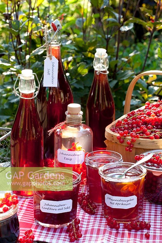 Stillife Preserving of currants, currant juice, currant jam with sparkling wine, currant jelly with apricots, currant vinegar, Ribes rubrum 