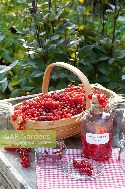 Basket with currants and bottle with currant vinegar, Ribes rubrum 