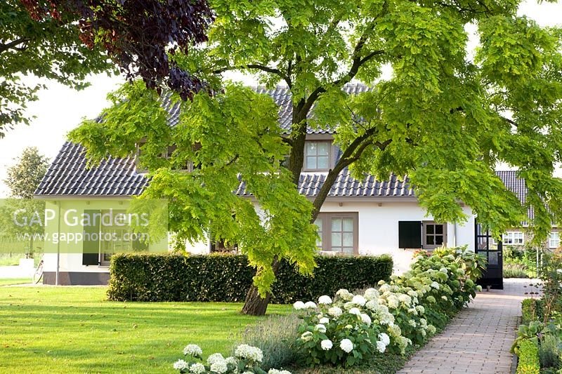 Acacia in front of the house, Robinia pseudoacacia Frisia, Hydrangea arborescens Strong Annabelle 