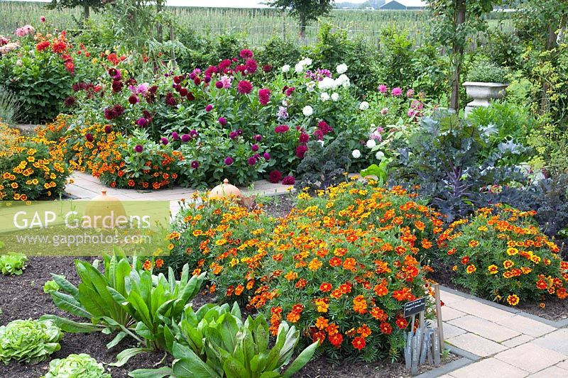 Vegetable garden, Dahlia, Tagetes patula Favorite Red, Cichorium, Brassica oleracea Redbor 