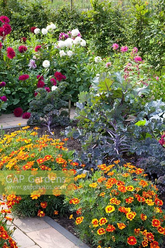 Vegetable garden, Dahlia, Tagetes patula Favorite Red, Brassica oleracea Redbor 
