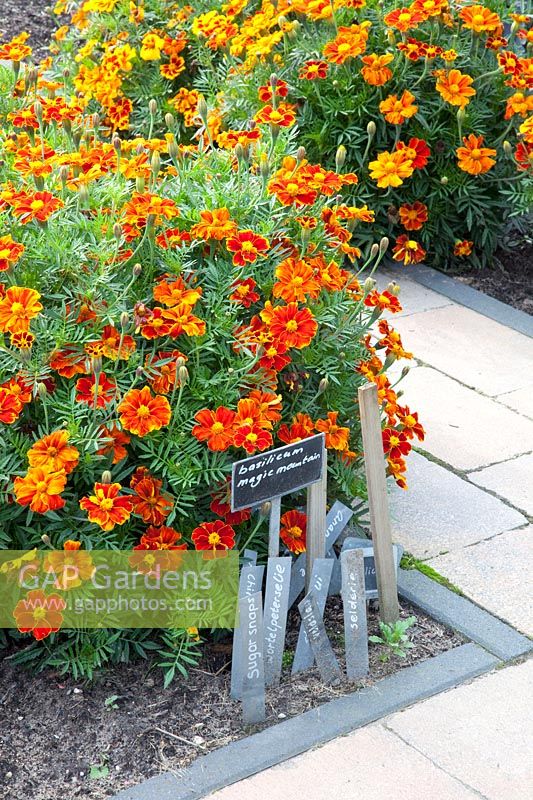 Tagetes patula Favorite Red and plant labels 