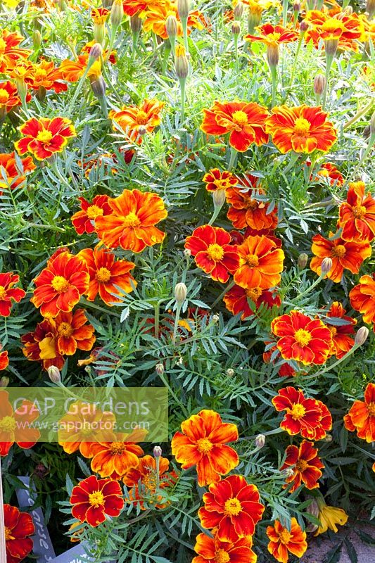 Marigold, Tagetes patula Favorite Red 